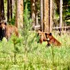 Grizzly beren groepsreis Canada